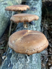 Lentinula edodes