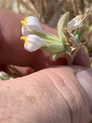 Chloropyron maritimum canescens