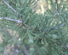 Asparagus capensis capensis