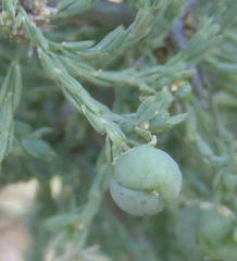 Asparagus capensis capensis