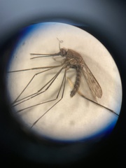 Anopheles