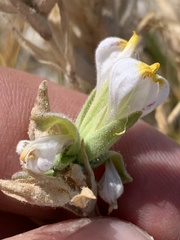 Chloropyron maritimum canescens