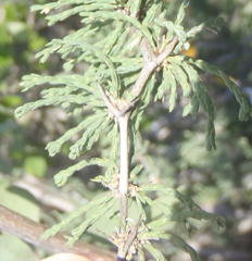 Asparagus capensis capensis