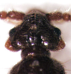 Sagola angulifera
