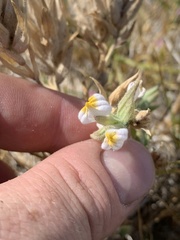 Chloropyron maritimum canescens