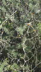 Asparagus capensis capensis