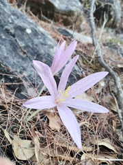 Colchicum sfikasianum