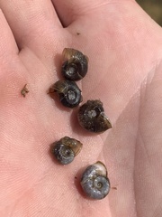 Planorbella oregonensis