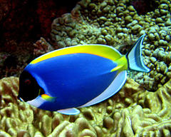 Acanthurus leucosternon