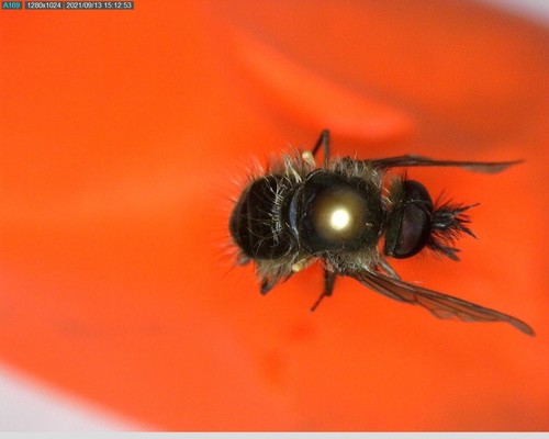 iNaturalist observation photo of Conophorus