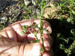 Lachnaea pudens