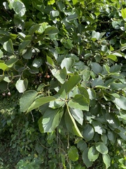 Cordia dichotoma
