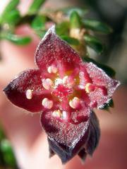 Lachnaea pudens