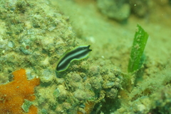 Pseudoceros paralaticlavus