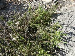 Lachnaea pudens