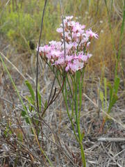 Limonium purpuratum