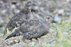 Dendragapus fuliginosus