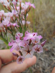 Limonium purpuratum