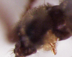 Sagola angulifera