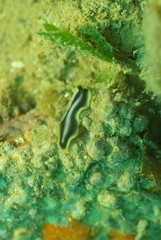 Pseudoceros paralaticlavus