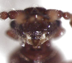 Sagola angulifera
