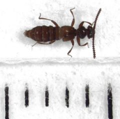 Sagola angulifera