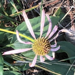 Echinacea laevigata