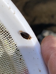 Coptotomus longulus longulus