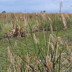 Cyperus giganteus