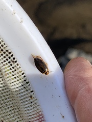 Coptotomus longulus longulus