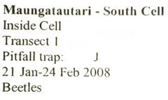 Sagola angulifera
