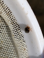 Coptotomus longulus longulus