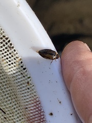 Coptotomus longulus longulus