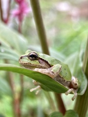Hyla japonica