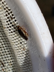 Coptotomus longulus longulus