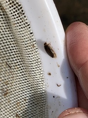 Coptotomus longulus longulus