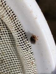 Coptotomus longulus longulus