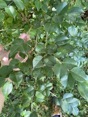 Eugenia biflora