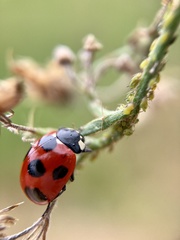 Coccinella septempunctata