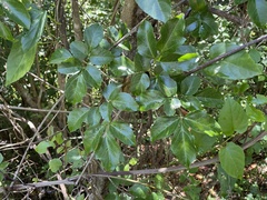 Serjania lucida