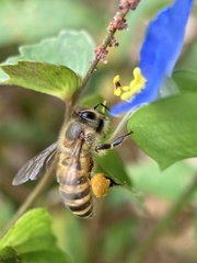 Apis cerana japonica