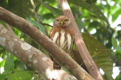 Glaucidium hardyi