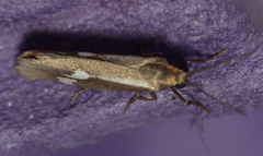 Cisthene liberomacula