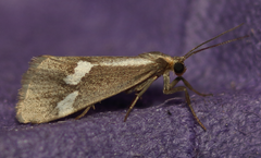 Cisthene liberomacula