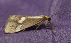 Cisthene liberomacula