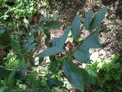 Cestrum elegans