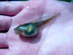 Spea hammondii
