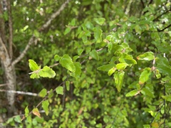Croton betulinus