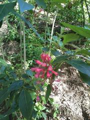 Cestrum elegans