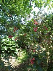 Cestrum elegans